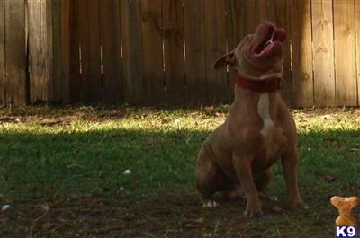 Stud Dogs in TX