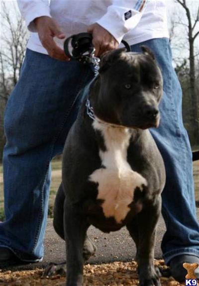 Stud Dogs in TX