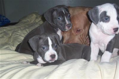 American Pit Bull Puppies in TX