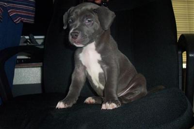 American Pit Bull Puppies in TX
