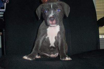 American Pit Bull Puppies in TX