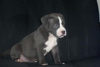 American Pit Bull Puppies in TX