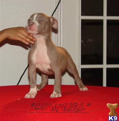 American Pit Bull Puppies in TX