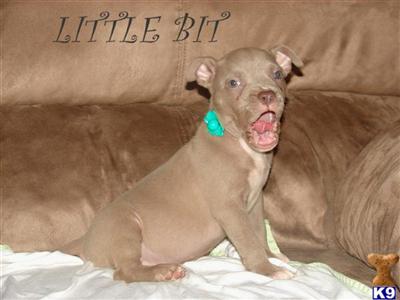 American Pit Bull Puppies in TX