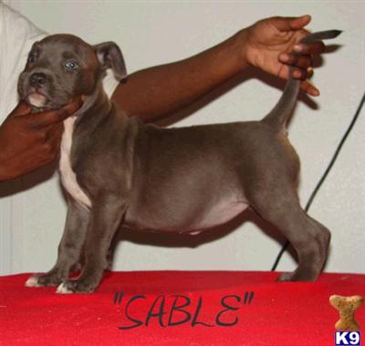 American Pit Bull Puppies in TX