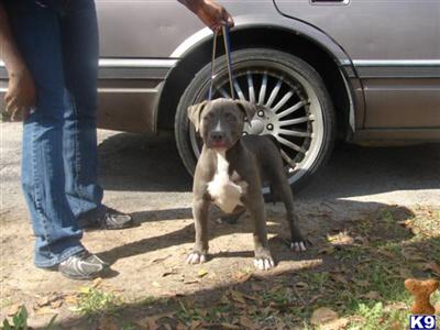 American Pit Bull Puppies in TX