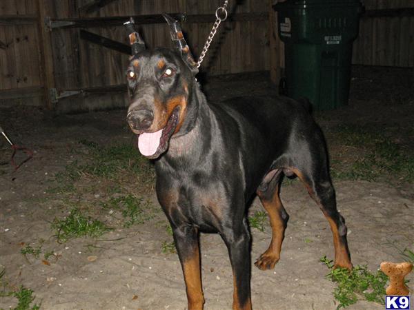 Doberman Pinscher Puppies