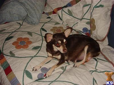 Chihuahua Puppies in FL