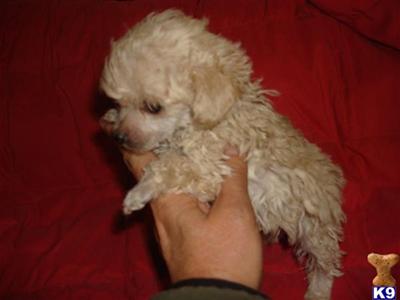 Poodle Puppies in FL