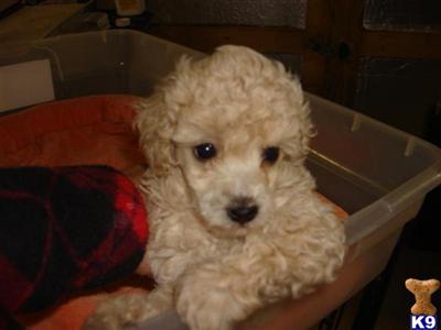 Poodle Puppies in FL