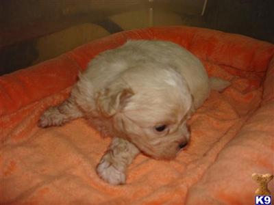 Pekingese Puppies for Sale