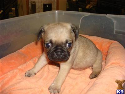 Pug Puppies in FL