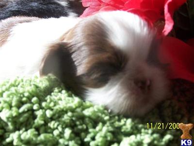 Puppies in CA