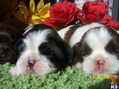 Puppies in CA