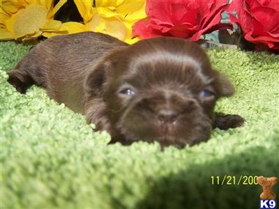 Puppies in CA