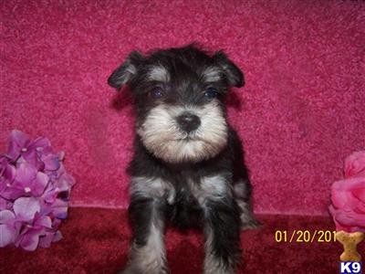 Miniature Schnauzer Puppies for Sale