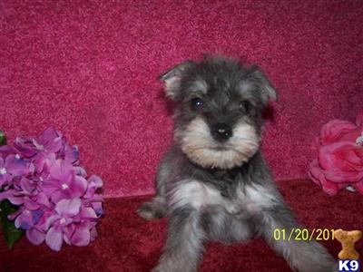 Miniature Schnauzer Puppies for Sale