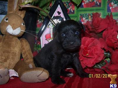 Miniature Schnauzer Puppies for Sale