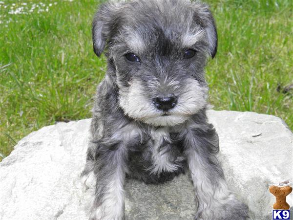 Puppies in Blue lake