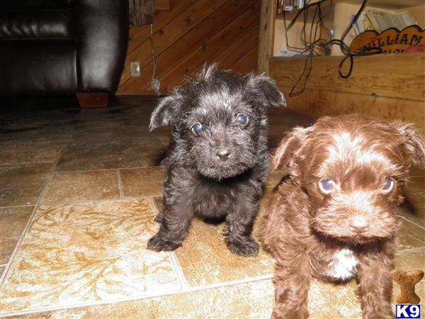Schnoodle Puppies