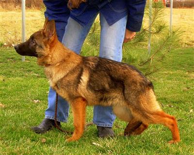 Dogs for Sale in IL