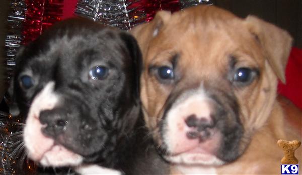 Puppies in Atlanta
