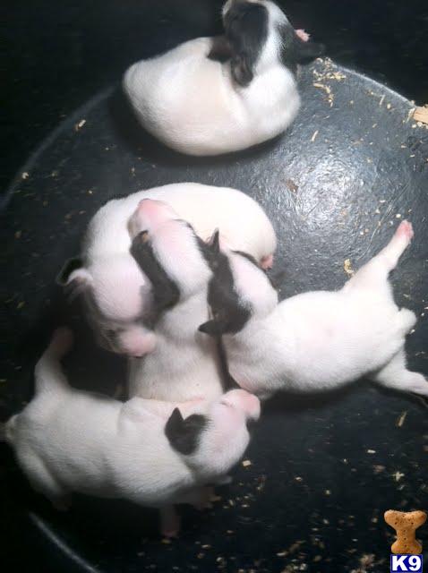 Jack Russell Terrier Puppies