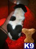 Jack Russell Terrier Puppies