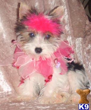 Puppies in West monroe