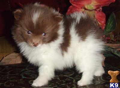 pomeranian puppies for sale in baton miniature pomeranian puppies for sale in louisiana pomeranian puppies for sale in baton miniature pomeranian puppies for sale in louisiana