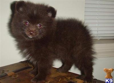 Puppies in West monroe