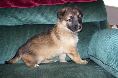 German Shepherd Puppies in FL