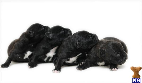 Staffordshire Bull Terrier Puppies