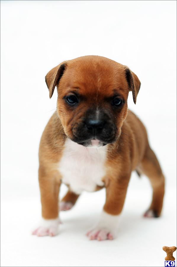 Staffordshire Bull Terrier Puppies