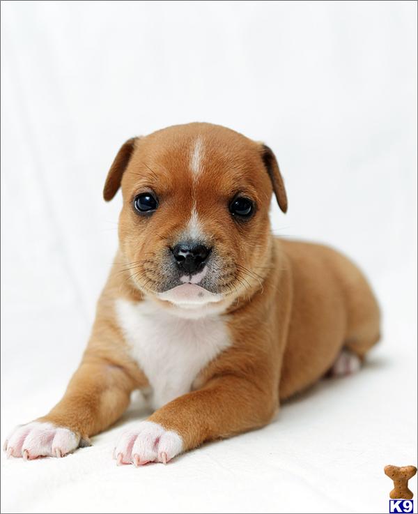 Staffordshire Bull Terrier Puppies