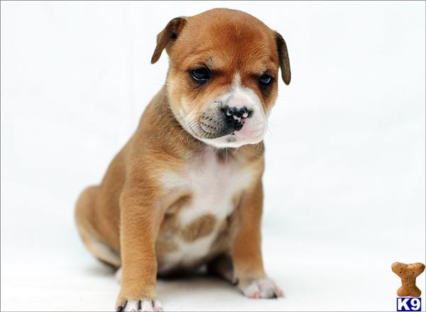 Staffordshire Bull Terrier Puppies