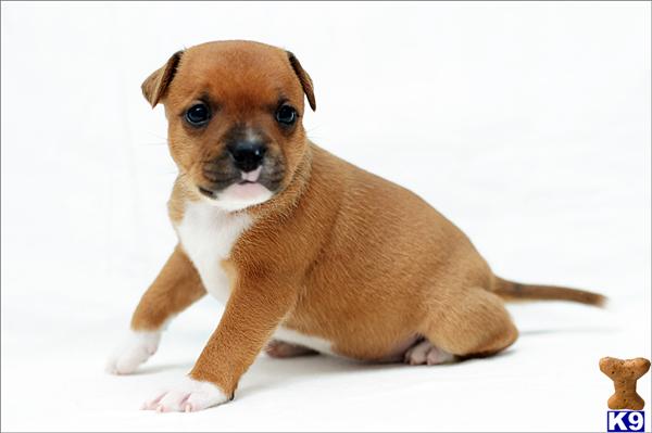 Staffordshire Bull Terrier Puppies