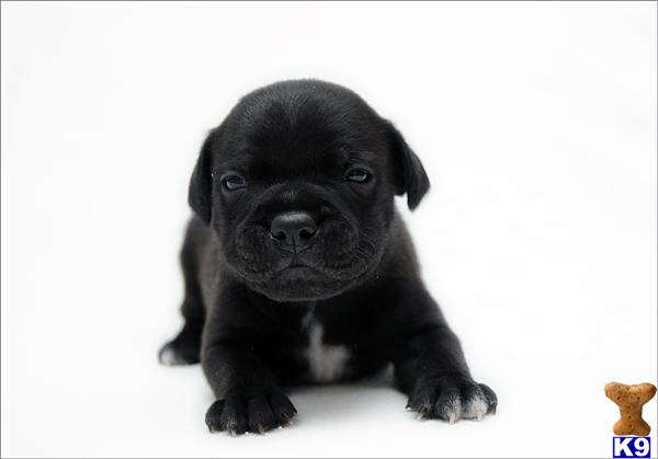 Staffordshire Bull Terrier Puppies