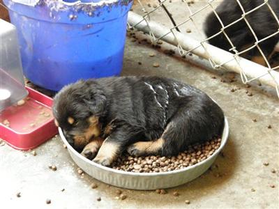 Dogs - Rottweiler