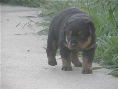 Rottweiler Puppies for Sale