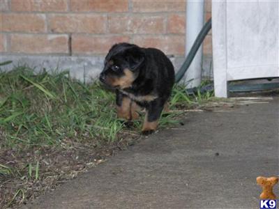 Rottweiler Puppies for Sale