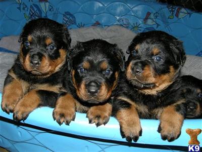 Rottweiler Puppies for Sale