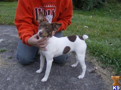 Dogs for Sale in VA
