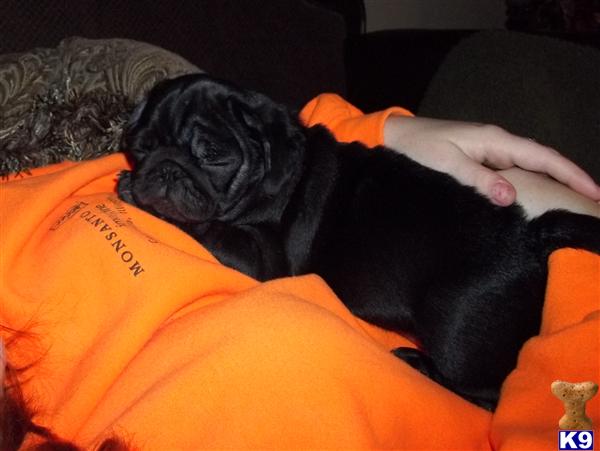 Pug Puppies