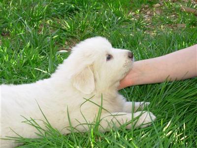 Puppies in Baltimore