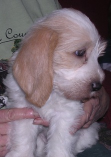 Puppies in Baltimore