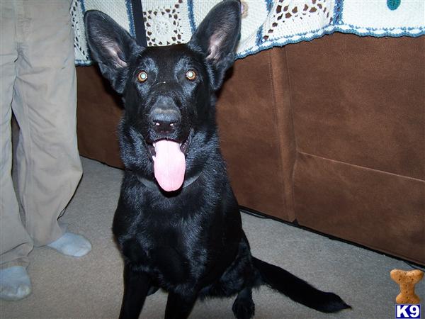 German Shepherd Puppies in TX