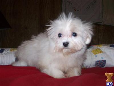 Maltese Puppies in TX