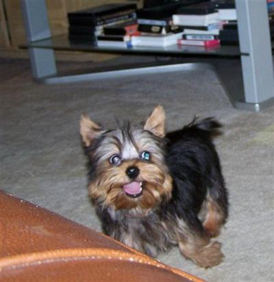 Yorkshire Terrier Puppies in TX