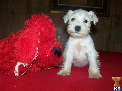 Miniature Schnauzer Puppies in TX